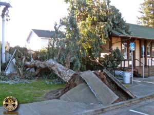 Downed Tree 01