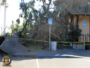 Downed Tree 04